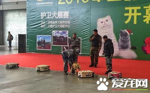 昆明举办宠物博览会 各种萌宠秀绝活
