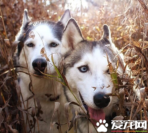 正在捉迷藏的哈士奇