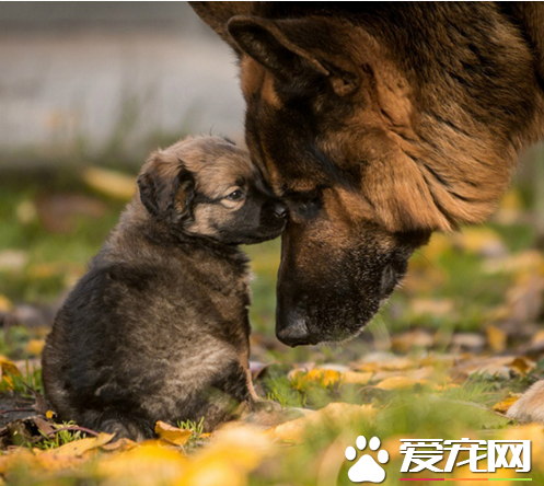 眼神里满满的都是爱