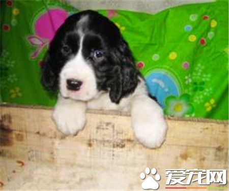 史宾格犬怎样训练 一种非常聪明容易训练的狗狗