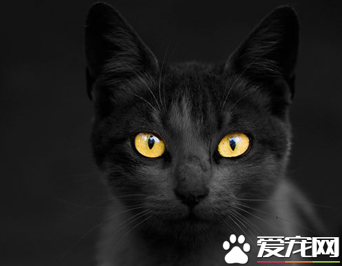 黑色猫咪的颜值也是很高的