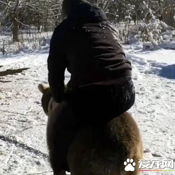 俄罗斯男子把熊当宠物来养 在雪地玩摔跤