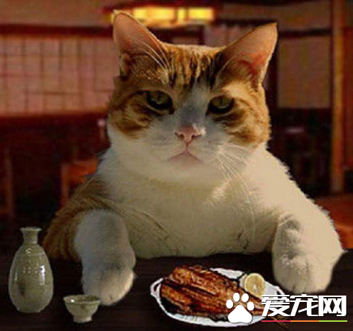 一起来喝一杯吧，铲屎官