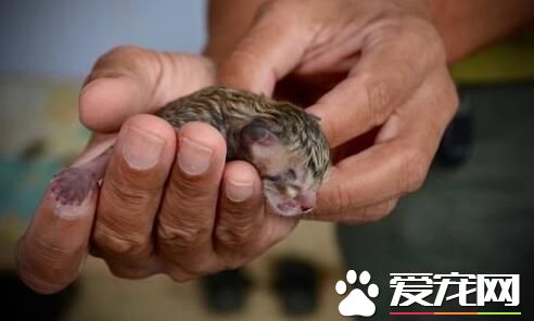 家旁边捡到幼猫 竟是频临物种渔猫