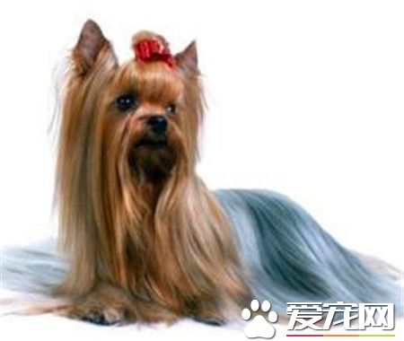 丝毛梗的价格 一般是在2000到25000元左右