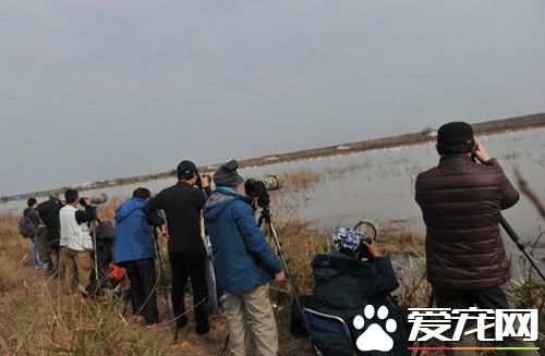 江西藕塘成候鸟的天堂 候鸟引拍鸟者聚集