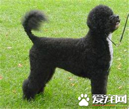 葡萄牙水犬特点 一种精力充沛而不夸张的狗