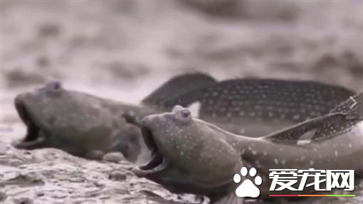 大弹涂鱼张嘴互吼超疗愈 吸引千万网友观看