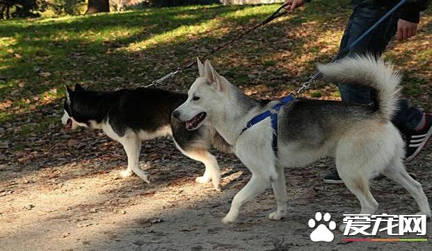 在国外 宠物狗的地位可以达到这样的地步