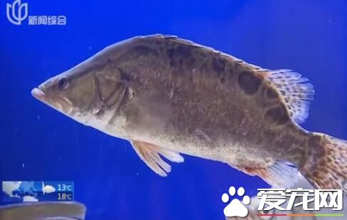 松江鲈携四大名鱼共聚松江 首次实现同池共养