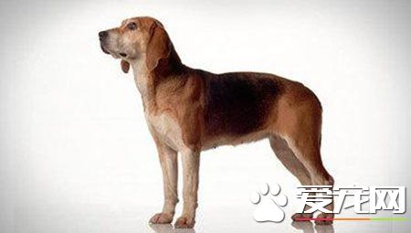 哈利犬和什么狗较像 哈利犬与比格犬看起来很像