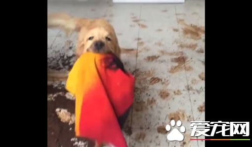 黄金猎犬叼毛巾邀功 踩的满屋都是脚印子