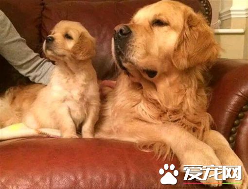 有样学样 狗孩子完美模仿狗爸妈呆萌样子