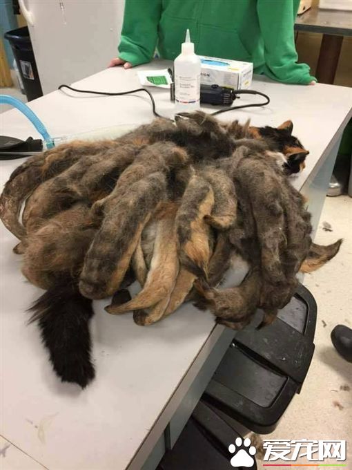 猫咪变九尾神兽 背后的原因令人心痛