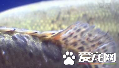 松江鲈携四大名鱼共聚松江 首次实现同池共养