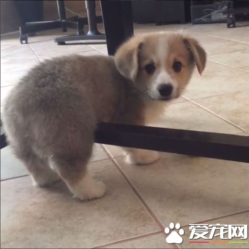 柯基犬捡球被卡住 都是小短腿惹的祸