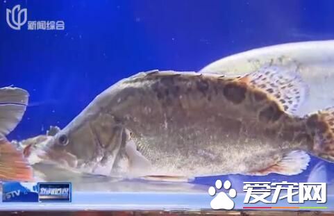 松江鲈携四大名鱼共聚松江 首次实现同池共养