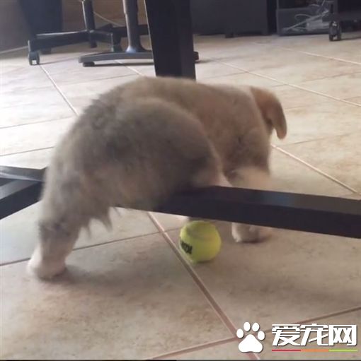 柯基犬捡球被卡住 都是小短腿惹的祸