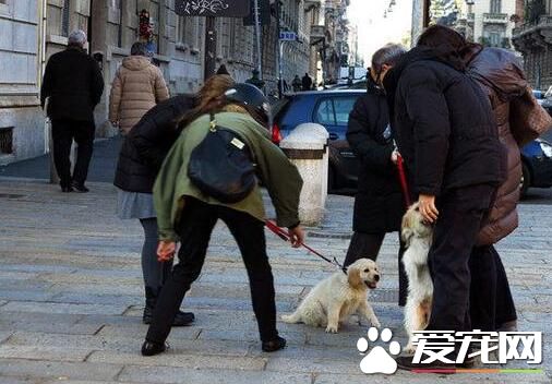 在国外 宠物狗的地位可以达到这样的地步