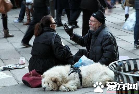 在国外 宠物狗的地位可以达到这样的地步