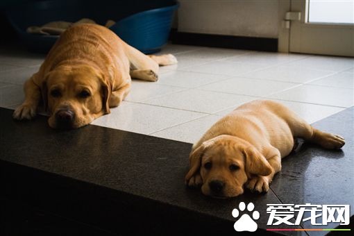 有样学样 狗孩子完美模仿狗爸妈呆萌样子