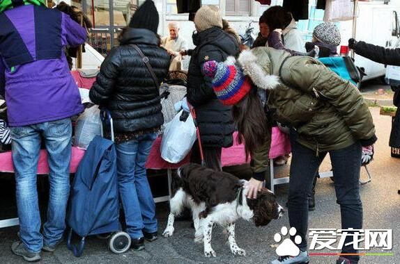 在国外 宠物狗的地位可以达到这样的地步