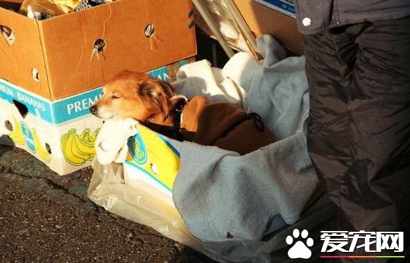 在国外 宠物狗的地位可以达到这样的地步