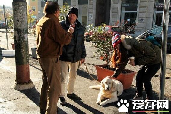 在国外 宠物狗的地位可以达到这样的地步