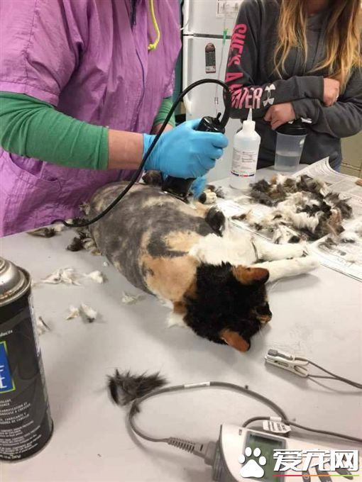 猫咪变九尾神兽 背后的原因令人心痛