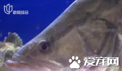 松江鲈携四大名鱼共聚松江 首次实现同池共养