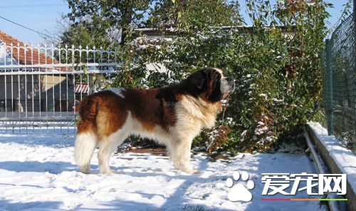 圣伯纳犬会看小孩吗 和小孩子能好好相处