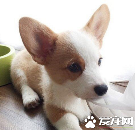 轻纱寄相思，小家伙这是想铲屎官了吗