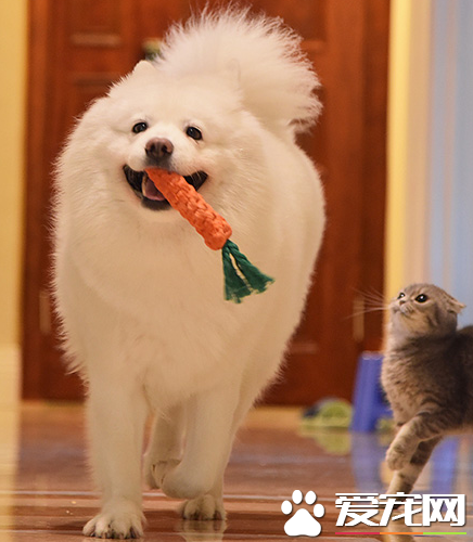 卧槽，从未见过如此巨大的兔纸