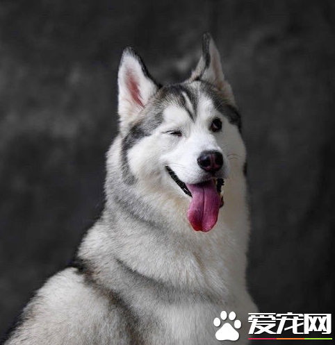 二哈竟然学会挑逗别人了