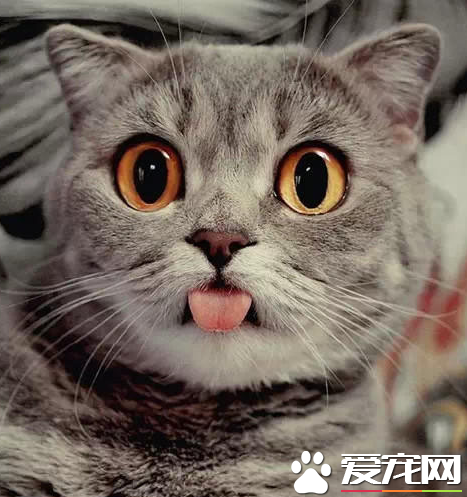 别酱紫看我，小鱼干都被你吃光光了