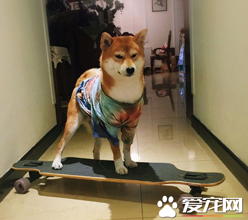 酷酷的滑板骚年