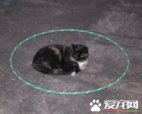 小喵，你这样画个圈是在等你的大师兄吗