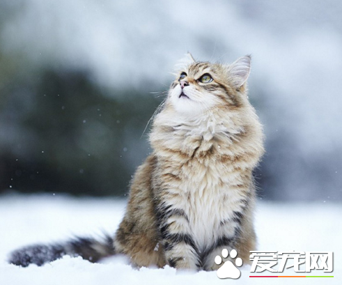 雪景中的美丽喵星人