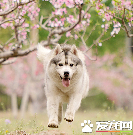 桃花树下奔跑的帅狗狗
