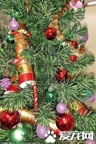 装饰圣诞树 却发现有毒蛇在圣诞树上