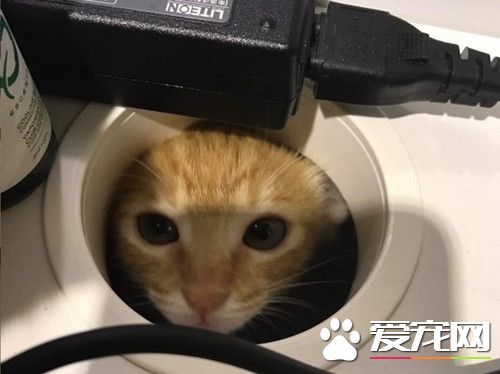 小橘猫塞桌洞监视主人 跟主人玩打地鼠