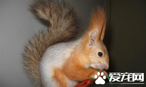 如何挑选魔王松鼠 看魔王松鼠是否有运动缺陷