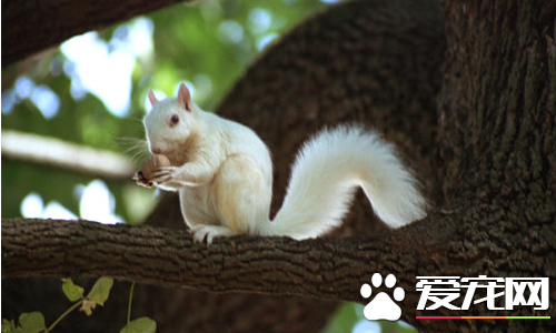 松鼠的天敌是什么 松鼠最怕的天敌还是貂