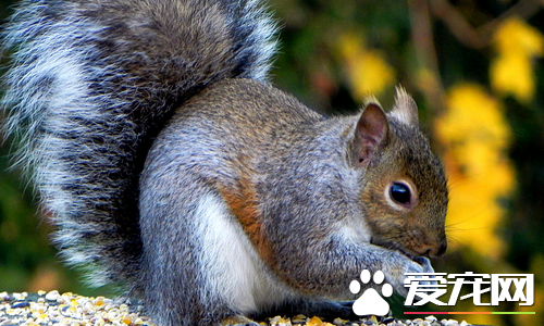 松鼠的尾巴为什么那么大 尾巴可以当遮阳伞用