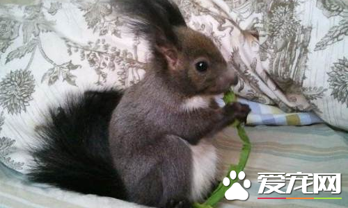 魔王松鼠怎么补钙 适当的加上动物性饲料和牛奶