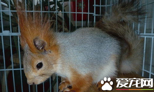 如何训练魔王松鼠 正确的训练时间才有最佳效果