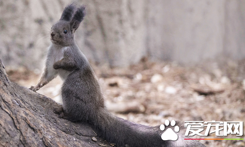 灰松鼠多少钱一只 每个地区售价都不同