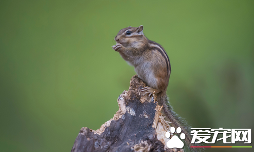 哪里可以买到松鼠 一般在宠物市场可以买到