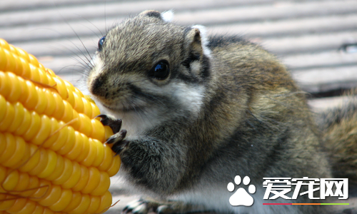 哪里可以买到松鼠 一般在宠物市场可以买到