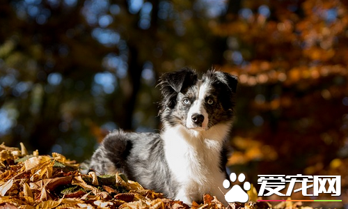 迷你澳洲牧羊犬价格  价格大约为1000到30000元左右